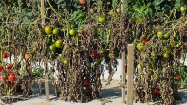 tomato
