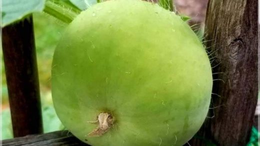 Arka Tinda