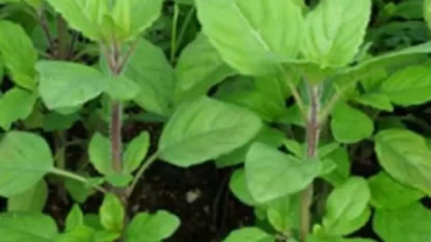 Rama Tulsi