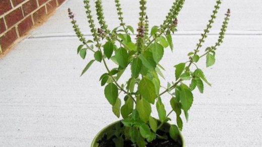 Kapoor Tulsi