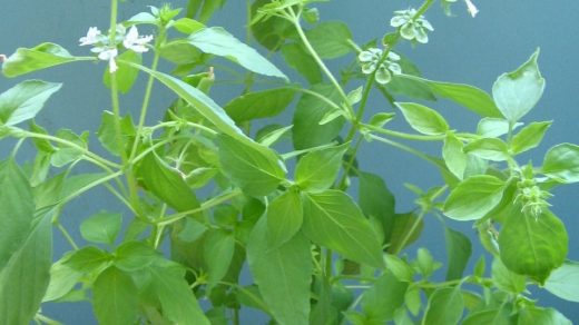 Lemon Basil