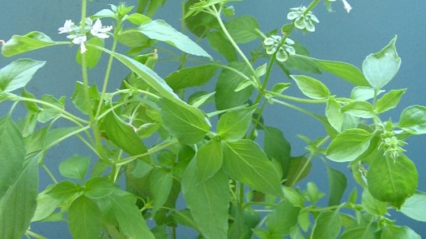Lemon Basil