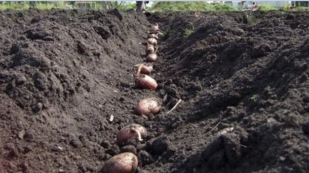 plant potatoes