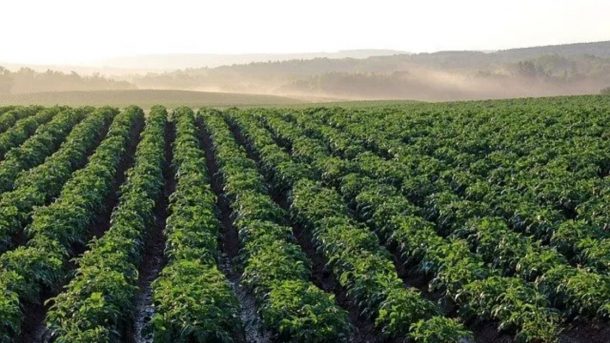 potato plants