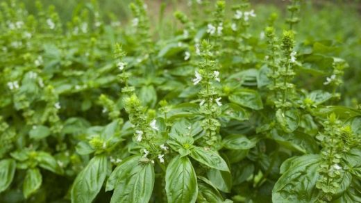 Pests and Diseases