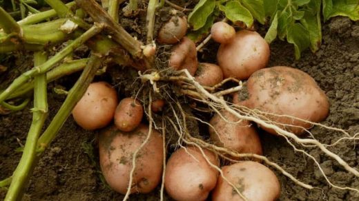 harvested