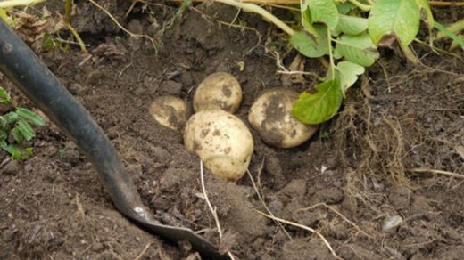 potatoes