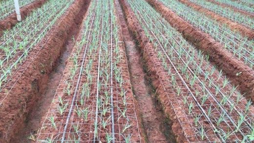 surface irrigation