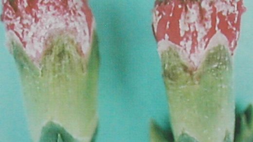 thrips