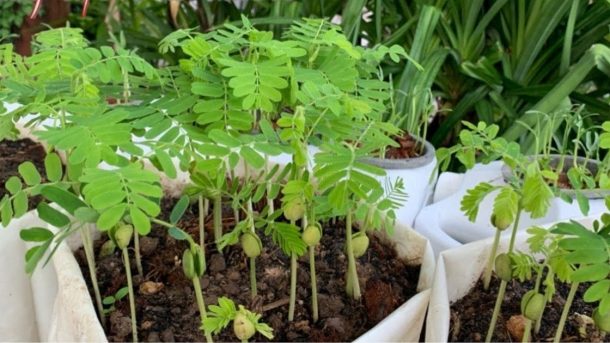 Seed Propagation