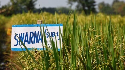 Swarna Sub-1