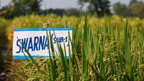 Swarna Sub-1
