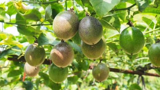fruit
