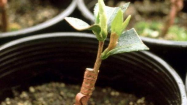 Grafting Method