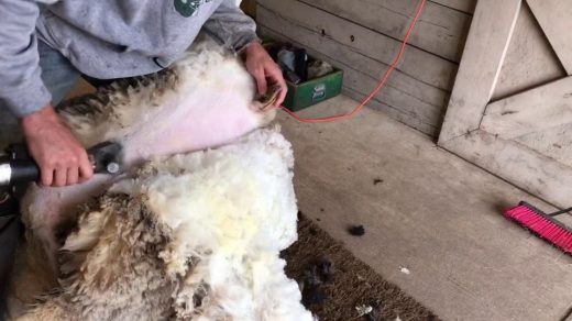 sheep