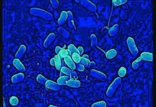 Azotobacter