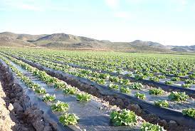 crop growth