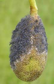 jackfruit