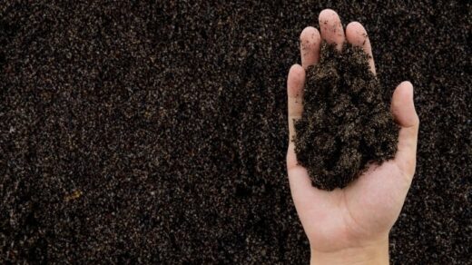 mushroom compost