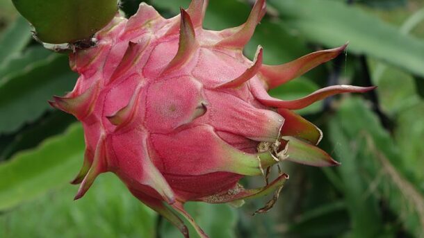 Dragon fruit