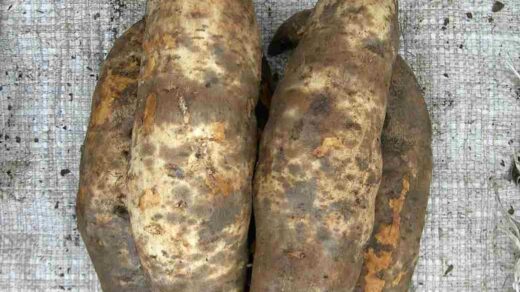 Black Scurf disease