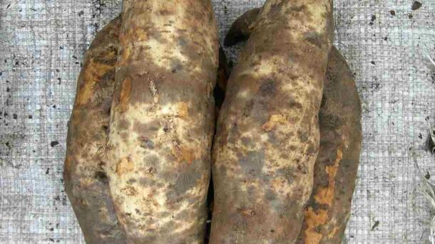 Black Scurf disease