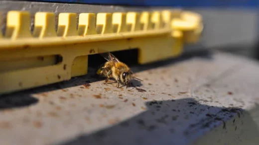 Pest Management