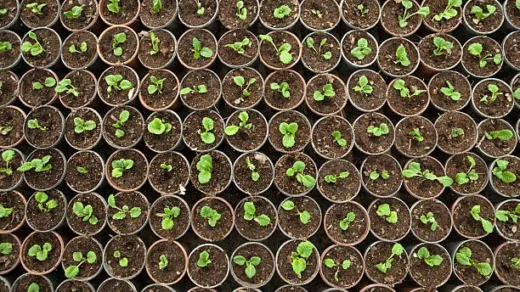 Seeds and Planting Material