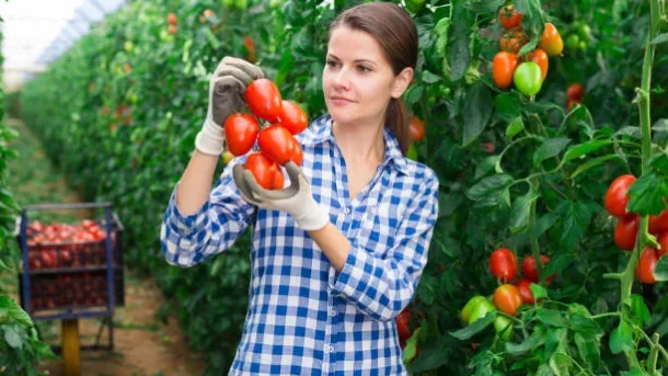 genetically modified