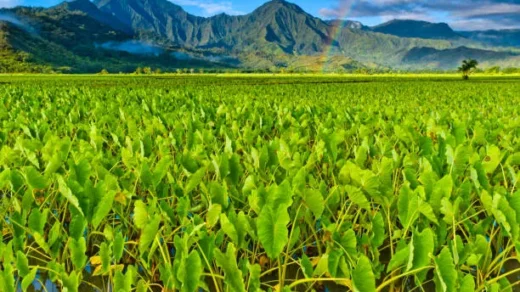biodiversity