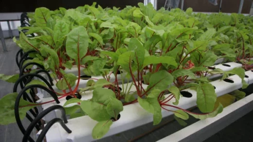 aquaponics