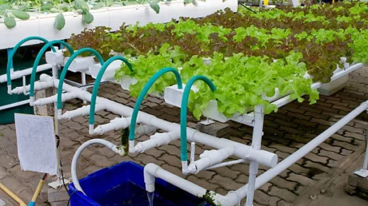 fish
