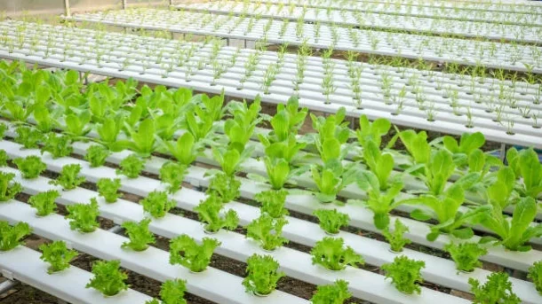 aquaponics