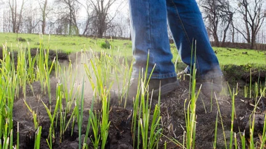 soil microbial