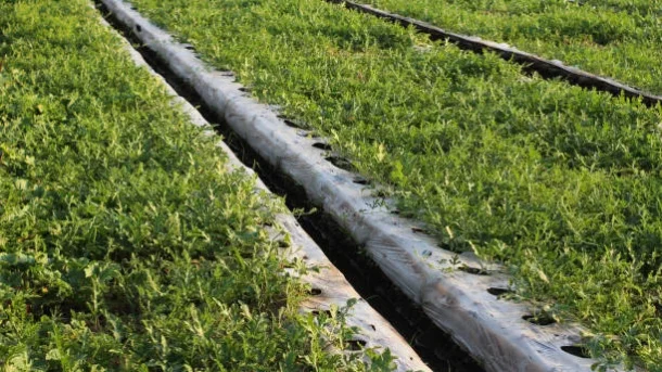 soilless farming