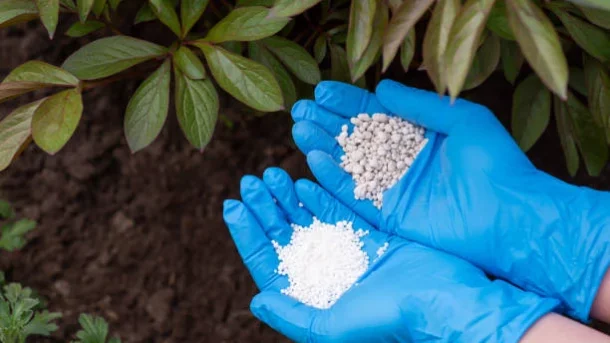 soil microorganisms