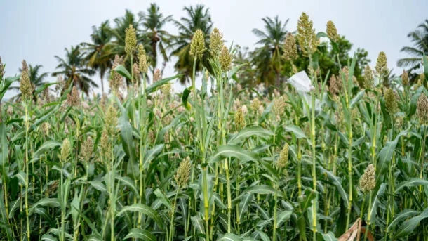 crop yields