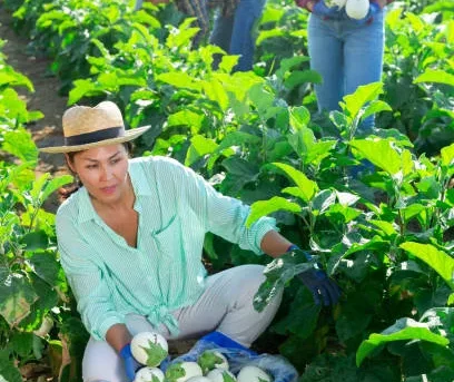 good agricultural practices