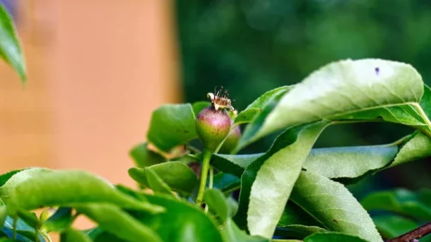 pests and diseases