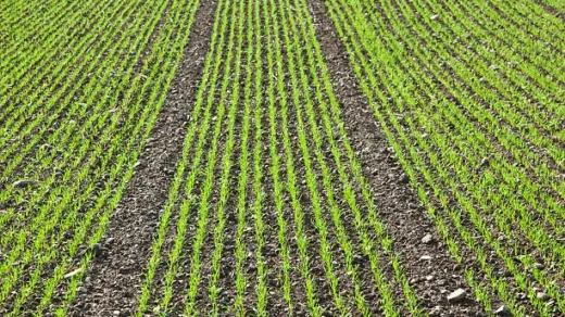 crop rotation