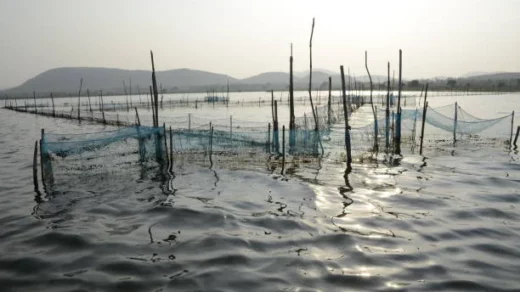 aquaculture