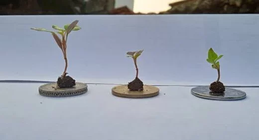 plant species