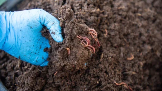 earthworms