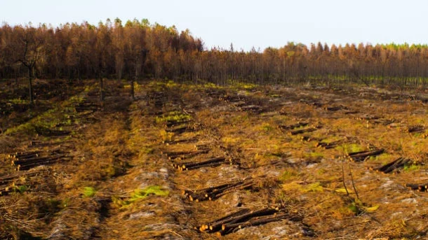 deforestation