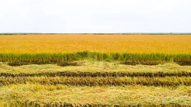 crop losses