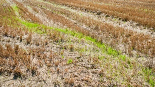 traditional crop