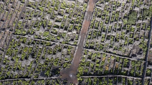 deforestation