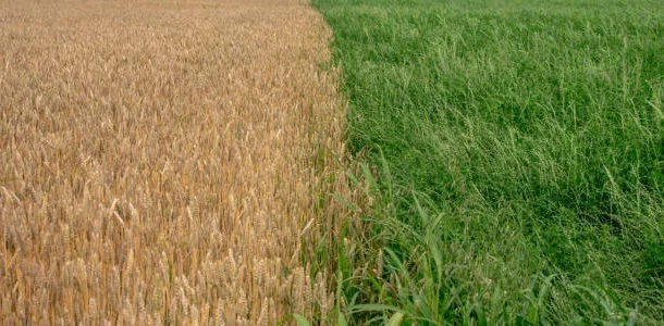 agricultural