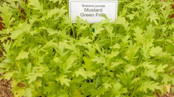 mycorrhizal