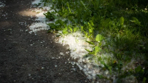 using biofertilizers